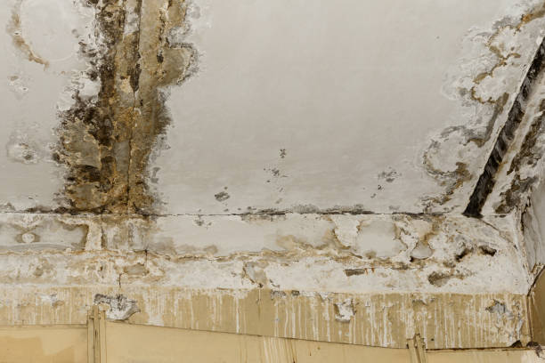 Mold Remediation for Vacation Homes in Aberdeen, SD