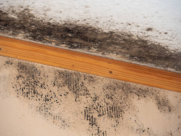Best Water Damage & Mold Remediation  in Aberdeen, SD